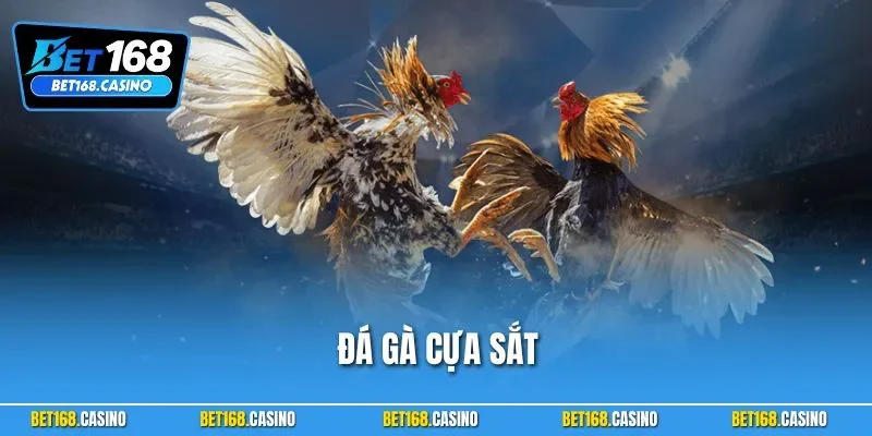 Đá Gà Cựa Sắt – Trận Chiến Sinh Tử Đầy Kịch Tính Và Hấp Dẫn