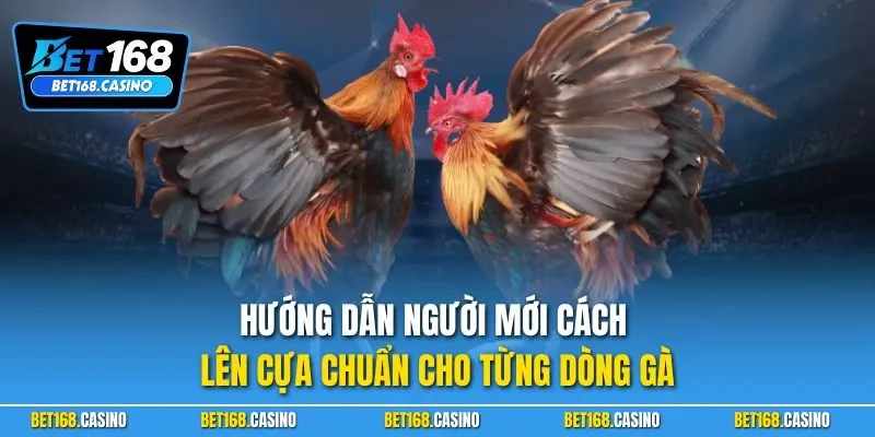 Hướng dẫn người mới cách lên cựa chuẩn cho từng dòng gà
