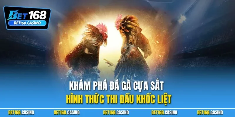 Khám phá đá gà cựa sắt – hình thức thi đấu khốc liệt