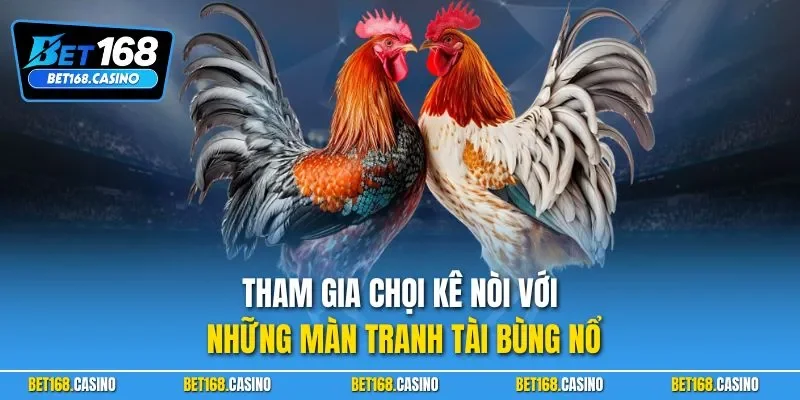 Tham gia chọi kê nòi với những màn tranh tài bùng nổ