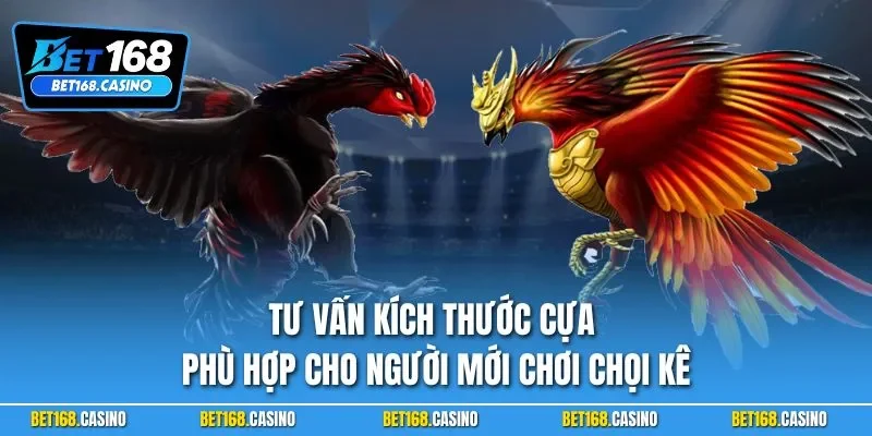 Tư vấn kích thước cựa phù hợp cho người mới chơi chọi kê